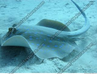 red sea bluespotted ribbontail ray Taeniura lymma 6